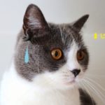 エセ信念にご注意を！