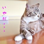 嫌いな上司との付き合い方